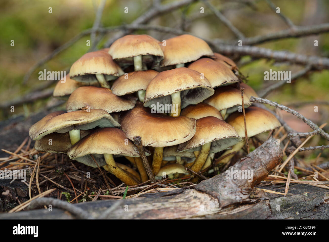 Kleine Pilze-Fliegenpilze. Kleine Schärfentiefe Stockfoto