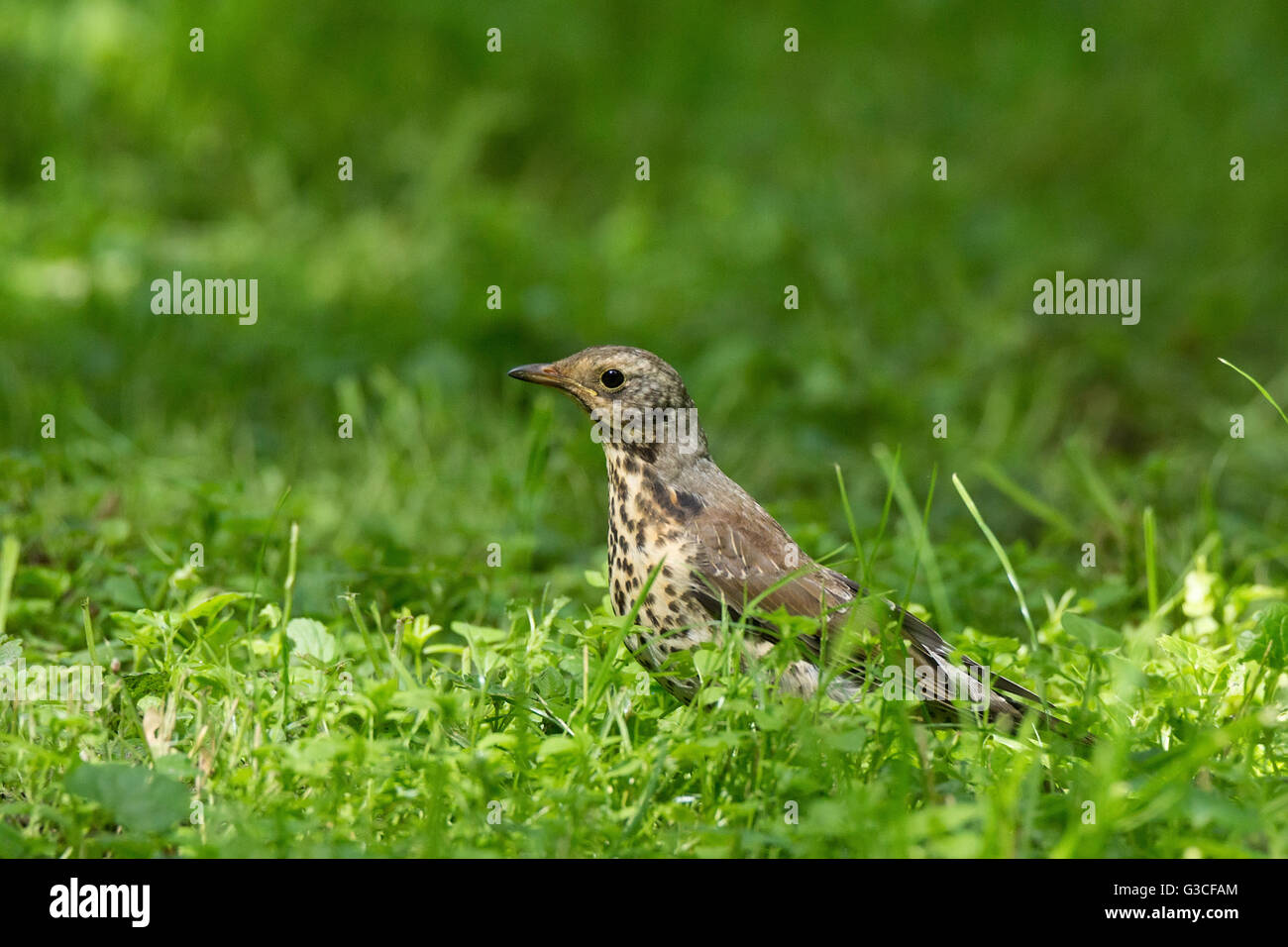 Das Photo zeigt eine Drossel auf einem Baum Stockfoto