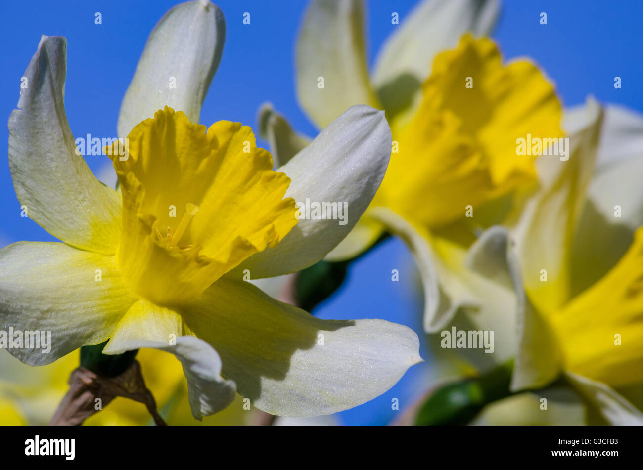 Narzisse blüht im Garten in Nahaufnahme gefilmt Stockfoto