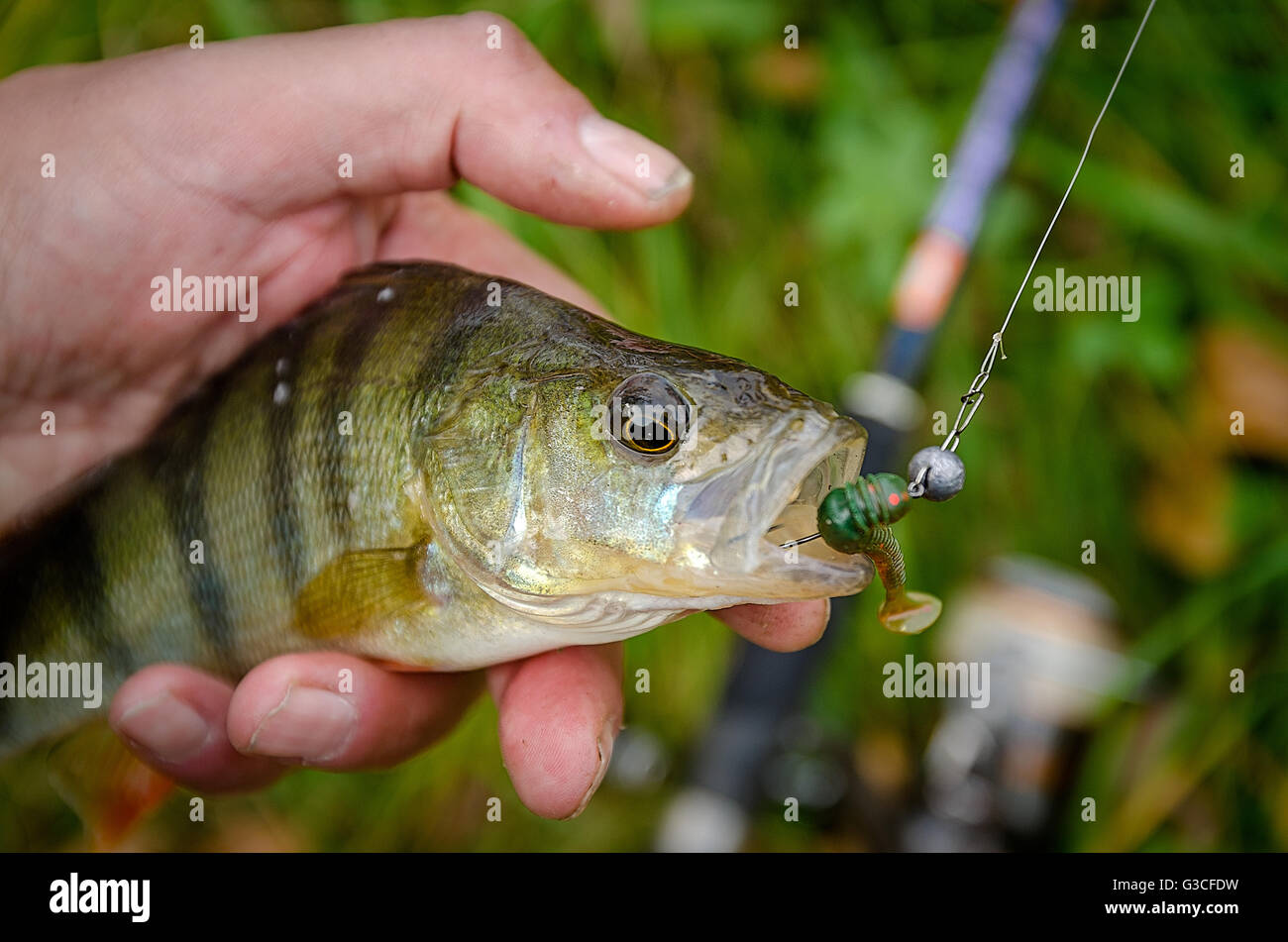 Barsch Fisch am Haken Stockfoto