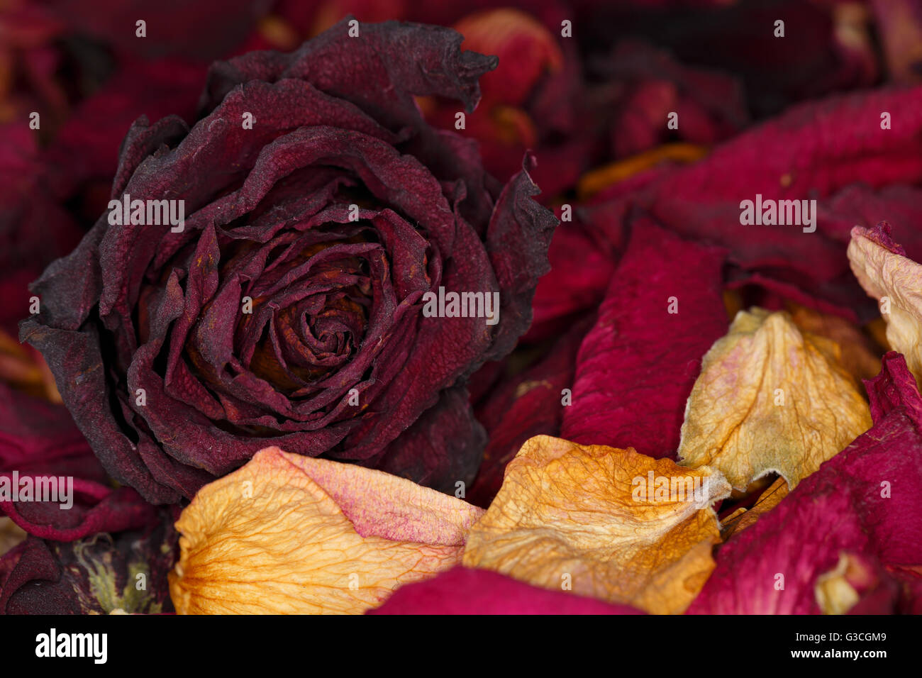 Getrocknete Blüten als Hintergrund, Makro-Fotografie Stockfoto