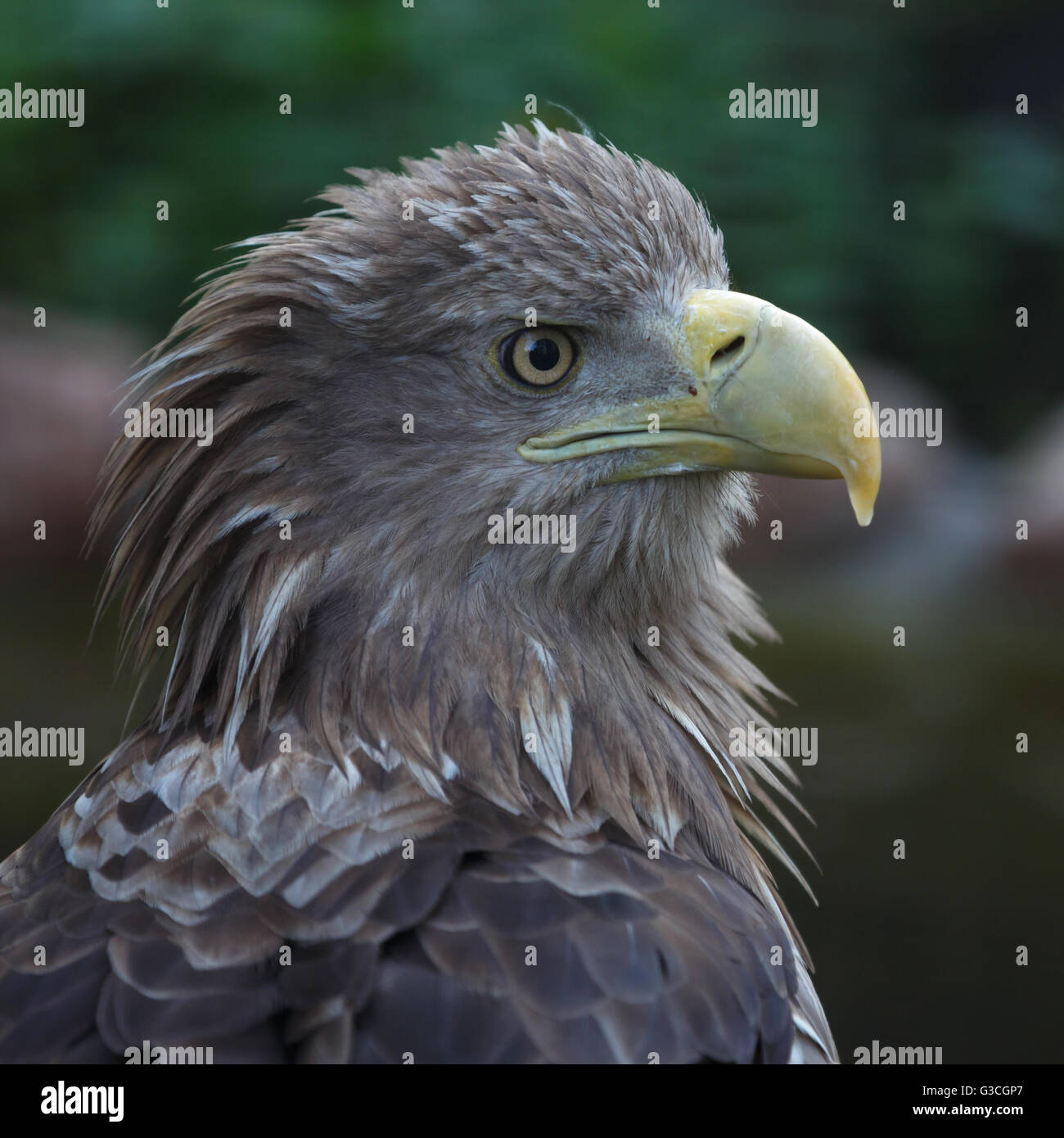 Adler-Porträt Stockfoto