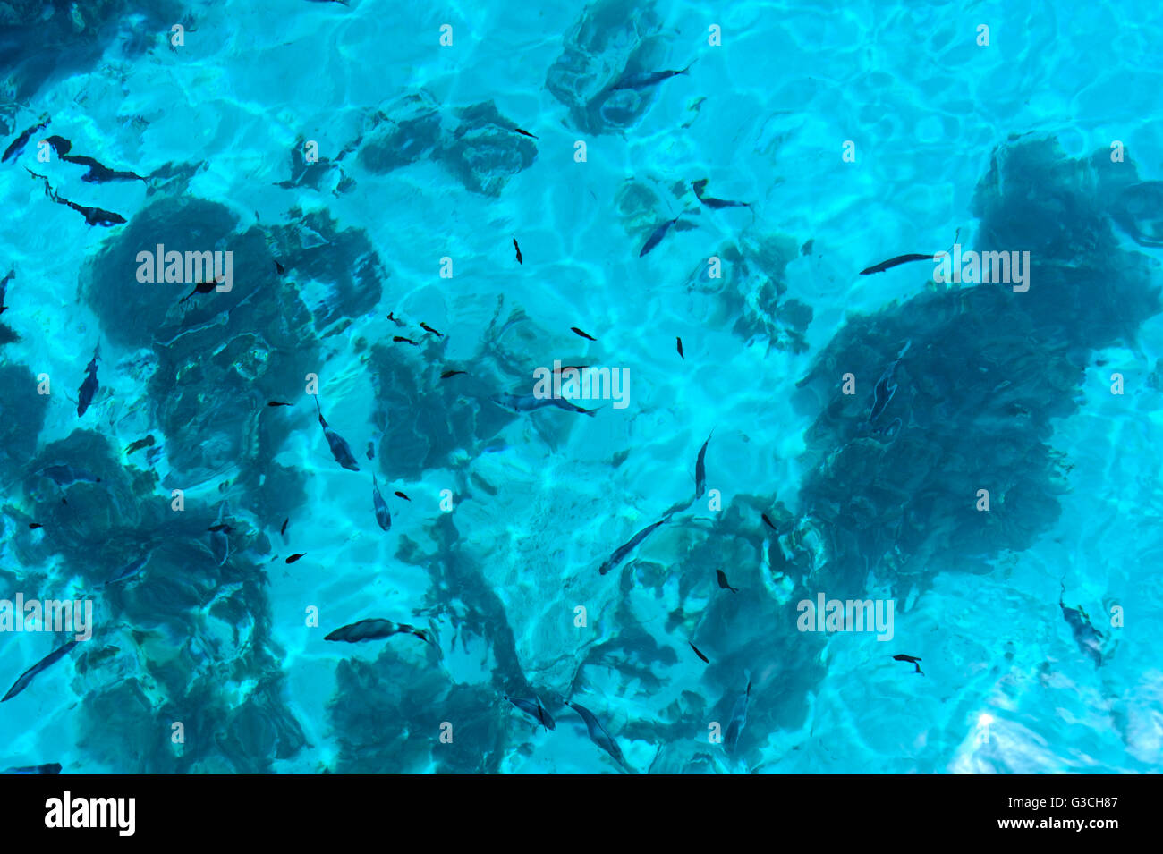 FISCHE SCHWIMMEN IM KLAREN WASSER VOR DER KÜSTE VON MALTA Stockfoto