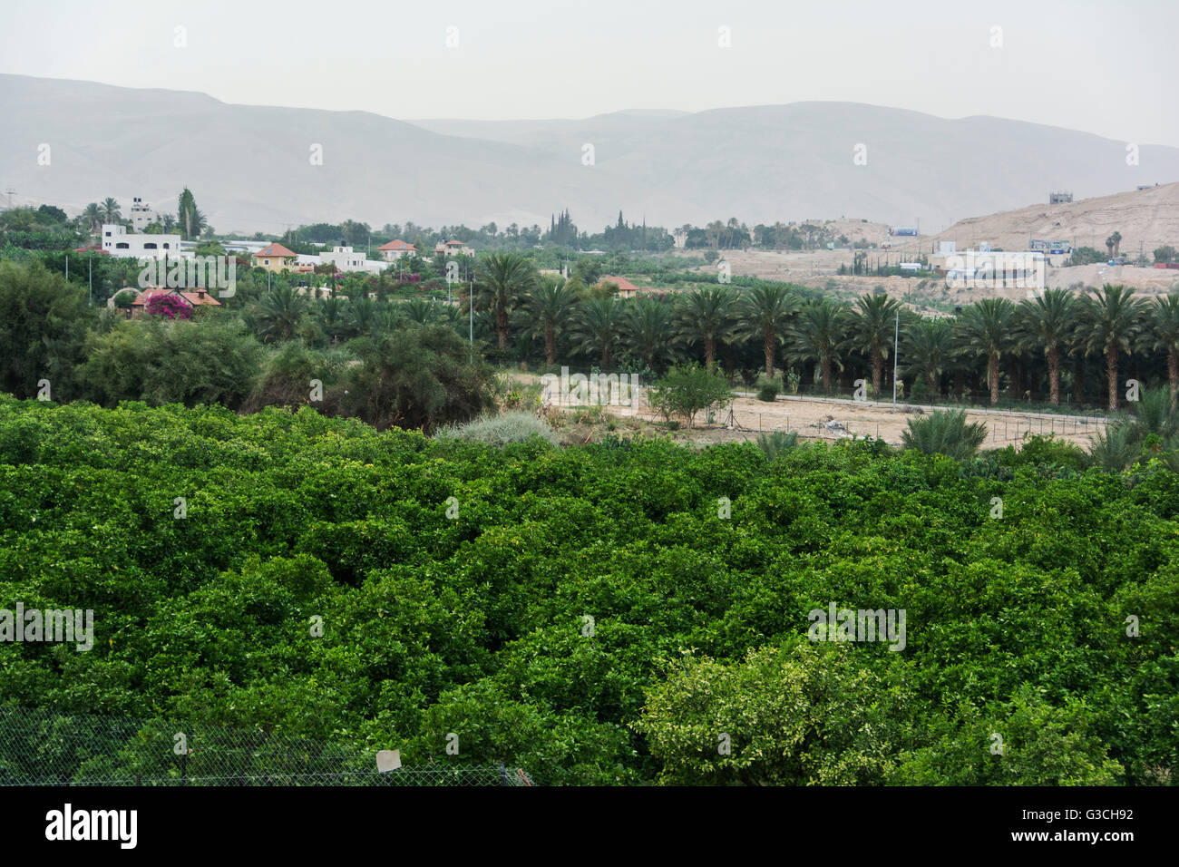 Israel, Westjordanland, Jericho, Landschaft, Nutzfläche, Orangenplantage Stockfoto