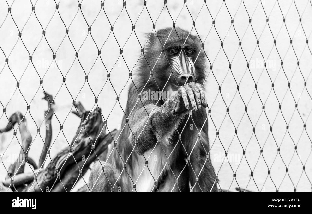 Affe hinter Gitter, Mandrill, Primas, Mandrillus sphinx Stockfoto