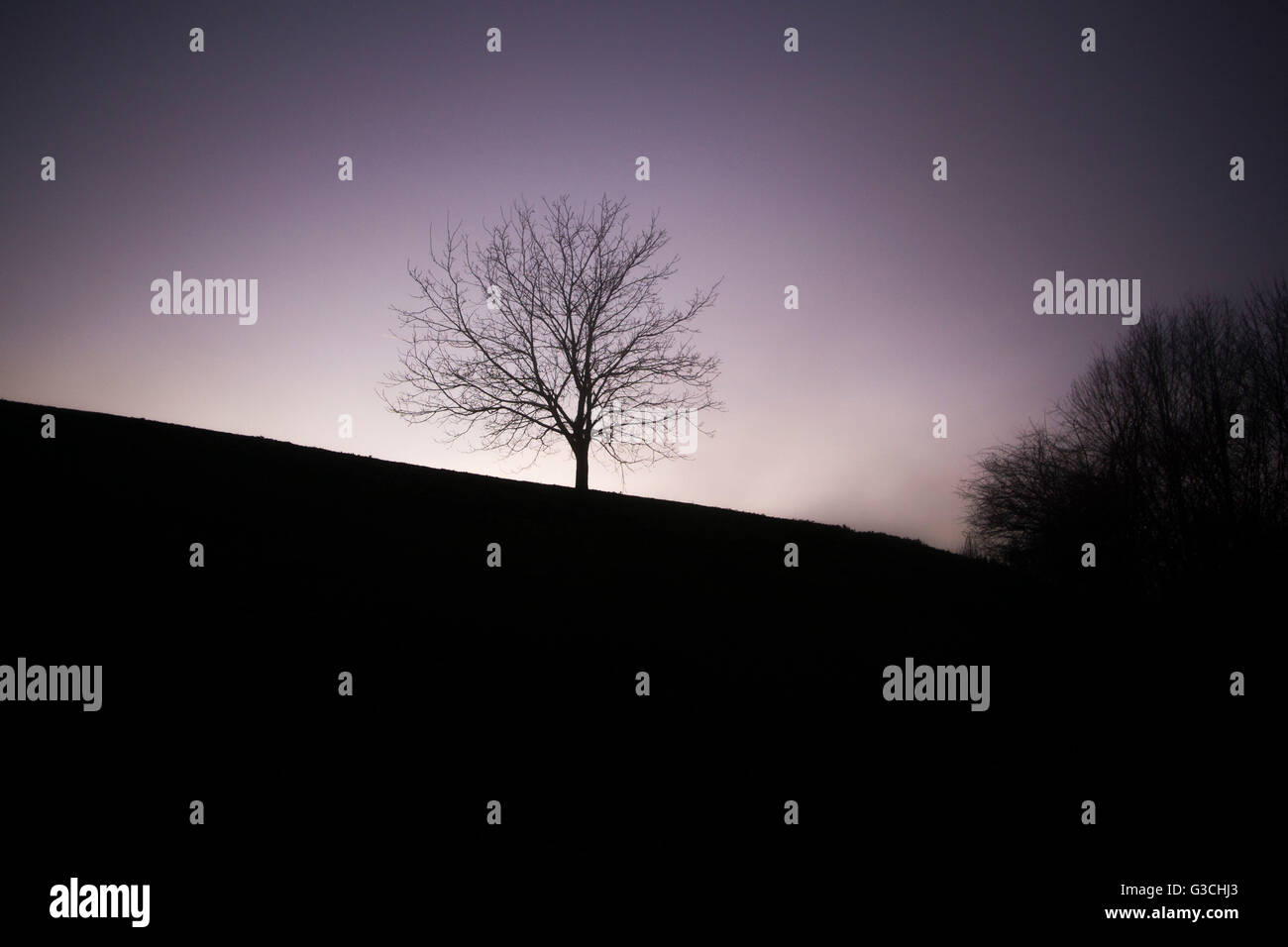 Einzelner Baum auf Hügel mit Nebel Stockfoto