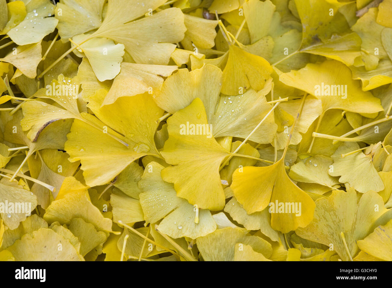 Ginkgo-Blätter mit Tautropfen Stockfoto