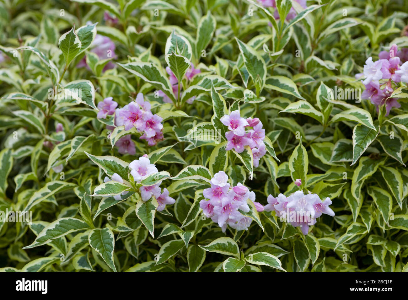 Weigela Busch Stockfotos und bilder Kaufen Alamy