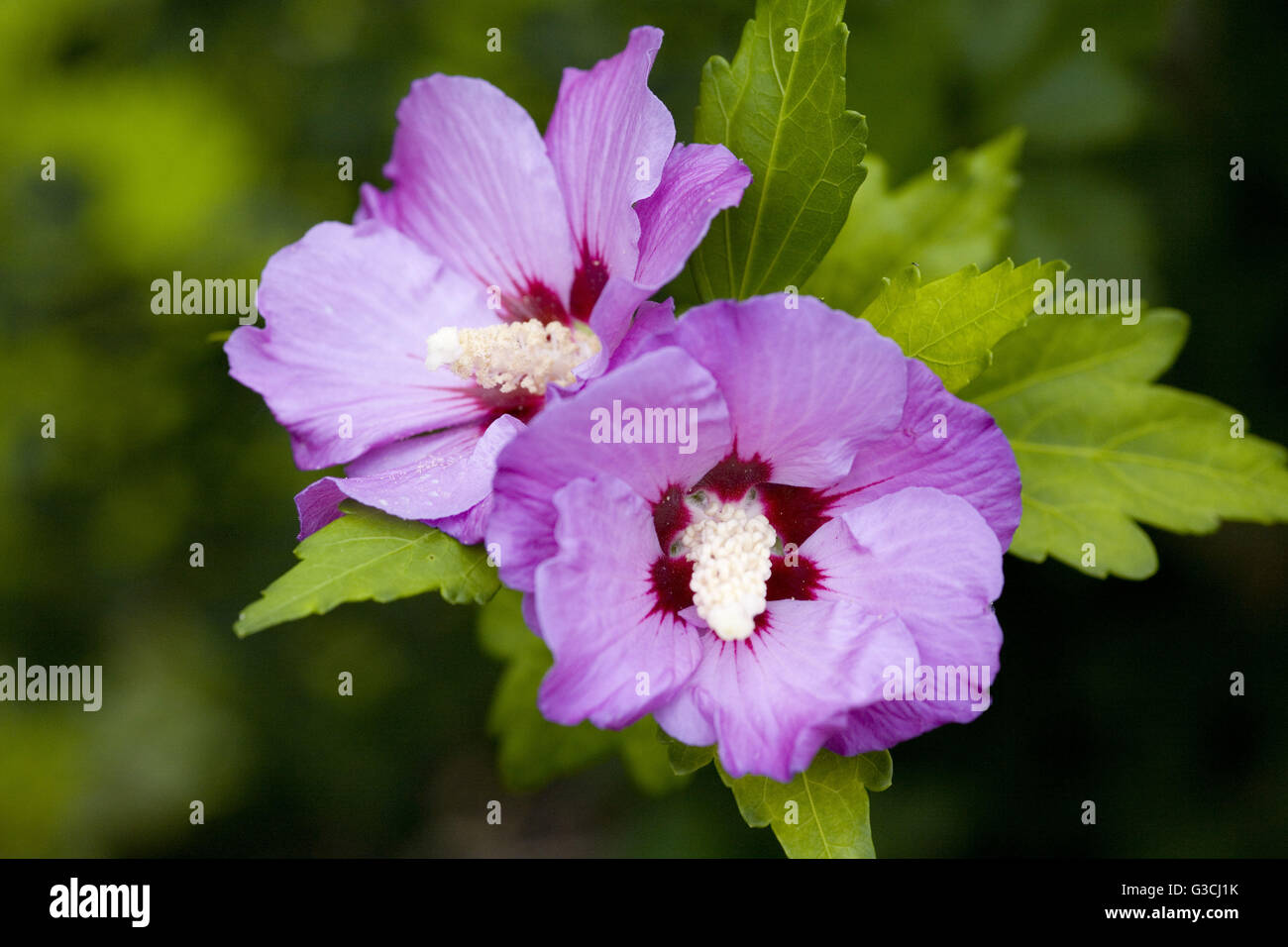 Zwei Marshmallow-Blüten, Nahaufnahme Stockfoto