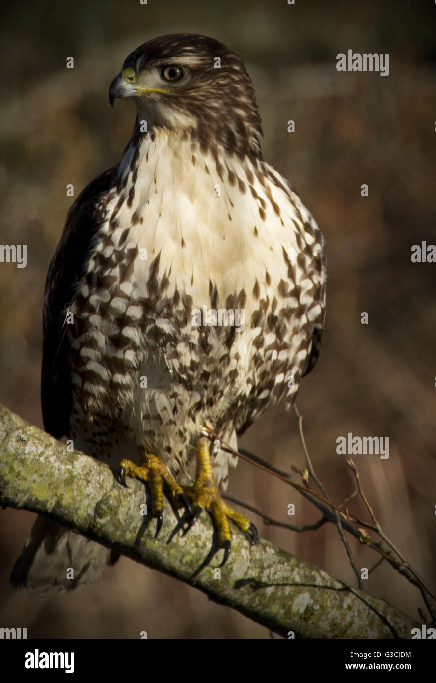 Red tailed hawk Stockfoto