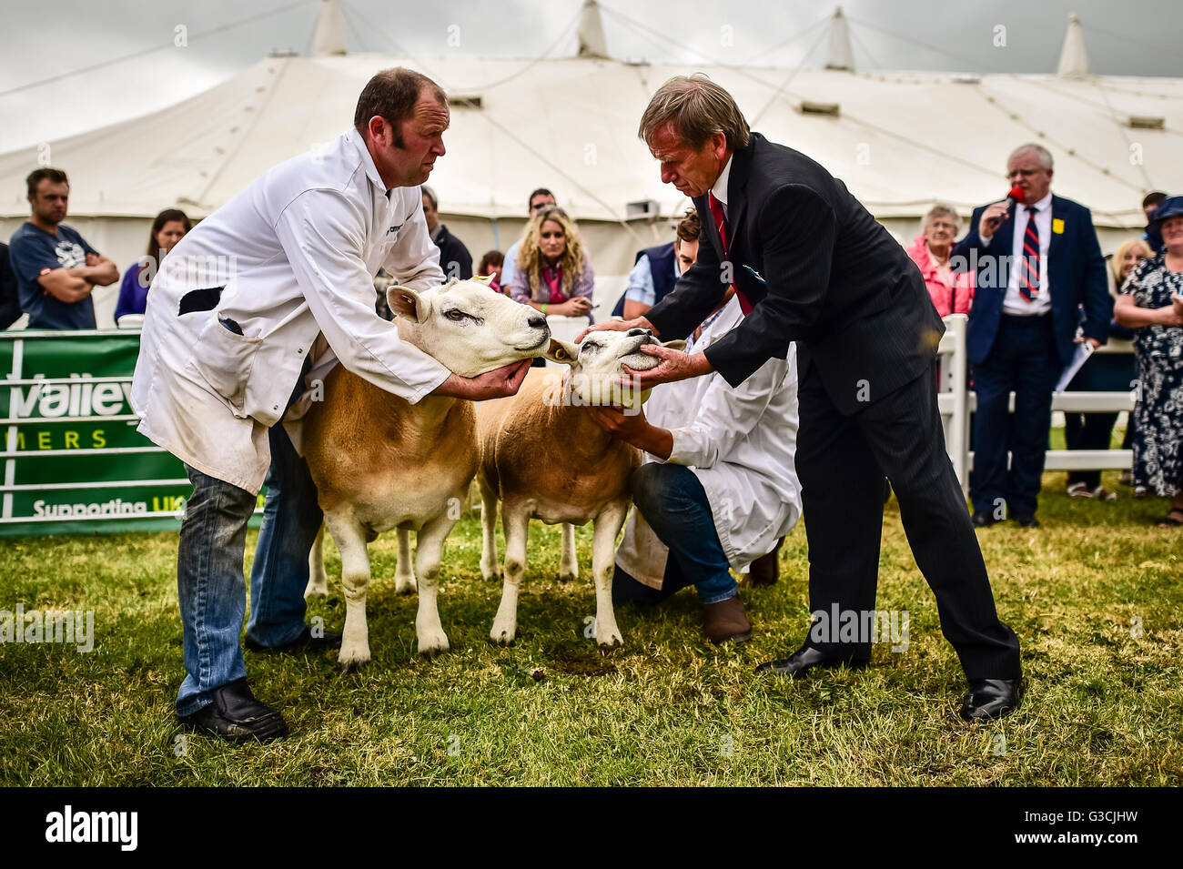Ein Richter inspiziert Münder der Schafe im Show-Ring, wo die besten Brutpaare auf Show am zweiten Tag an die Royal Cornwall Show, Wadebridge, Cornwall sind. Stockfoto