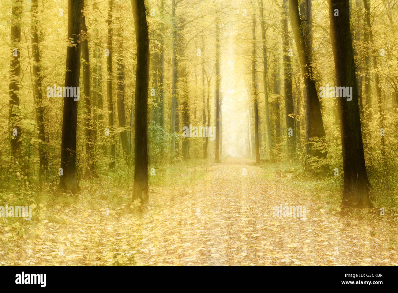 Buntes Laub auf einem Wanderweg durch Laubwald im Herbst, abstrakte Studie [M], Farbe und Kontrast digital verändert, Filmkorn sichtbar Stockfoto