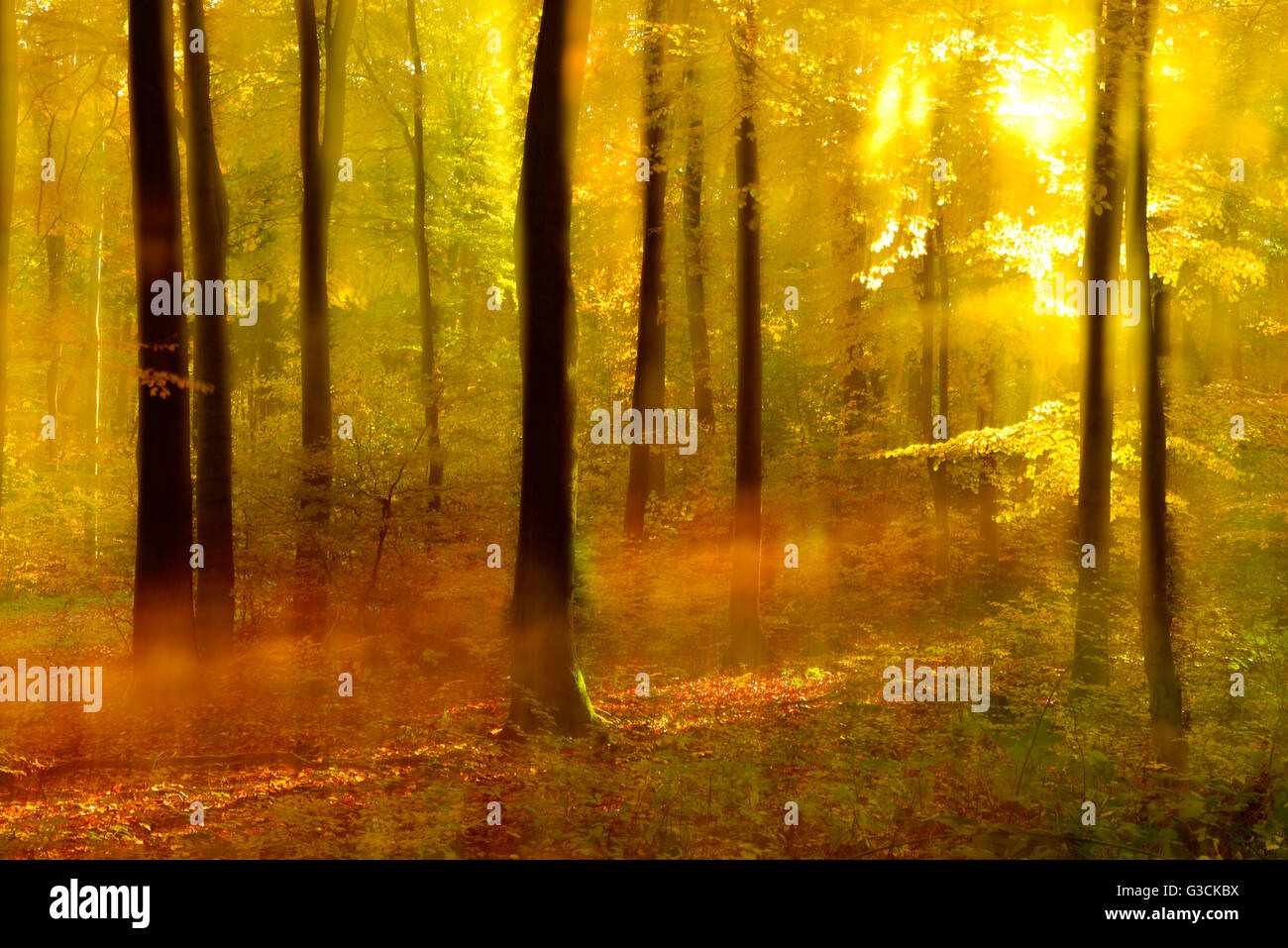 Sonnigen Laubwald in volle Herbstfärbung, abstrakte Studie [M] Stockfoto