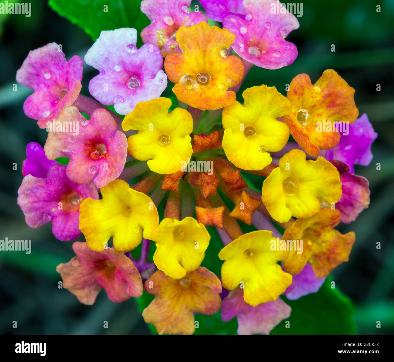 Lantana Camara, große Salbei, Hawai ' i Volcanoes National Park, Big Island, Hawaii, USA Stockfoto