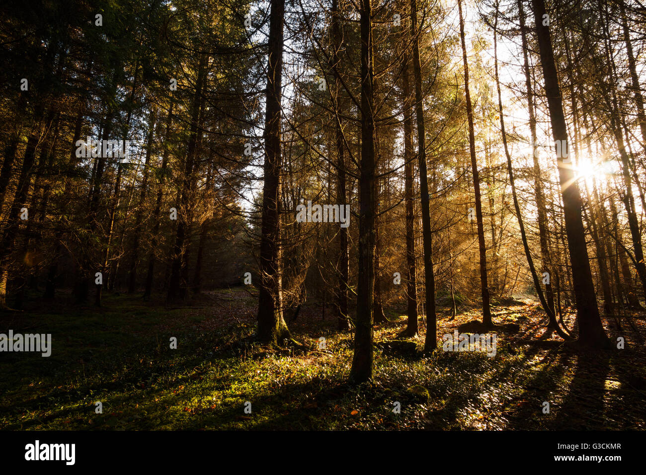 Wald-Fotografie mit natürlichem Licht, Bayern Stockfoto