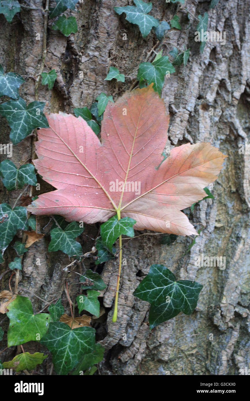 Spitz-Ahornblatt im Herbst, Acer platanoides Stockfoto