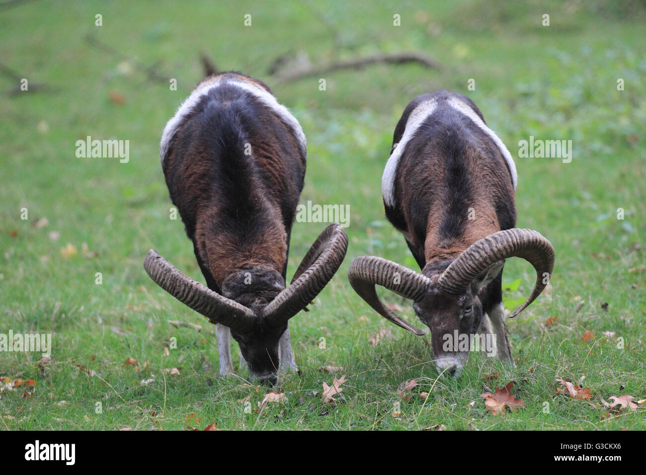 Zwei Mufflons, Ovis Ammon musimon Stockfoto
