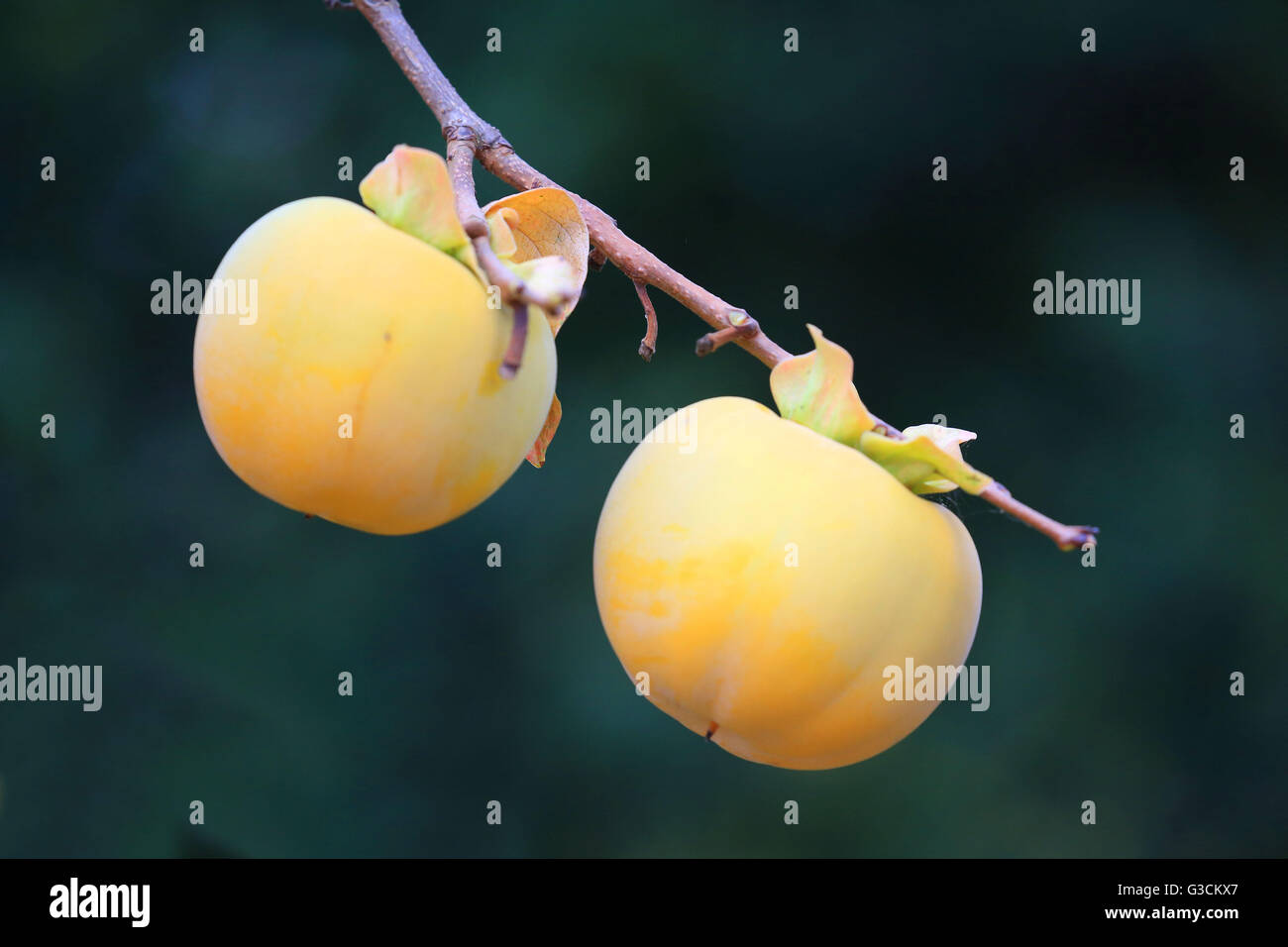 Kaki-Baum, Ast, Früchte, Diospyros kaki Stockfoto