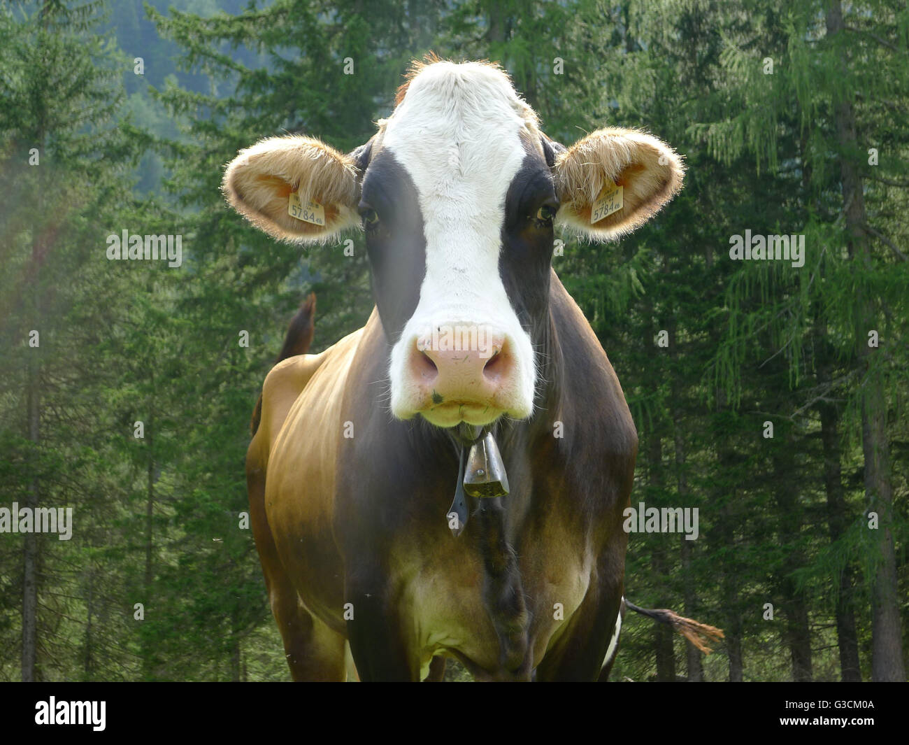 Kuh mit Kuhglocke, Isartal, Tirol, Österreich Stockfoto