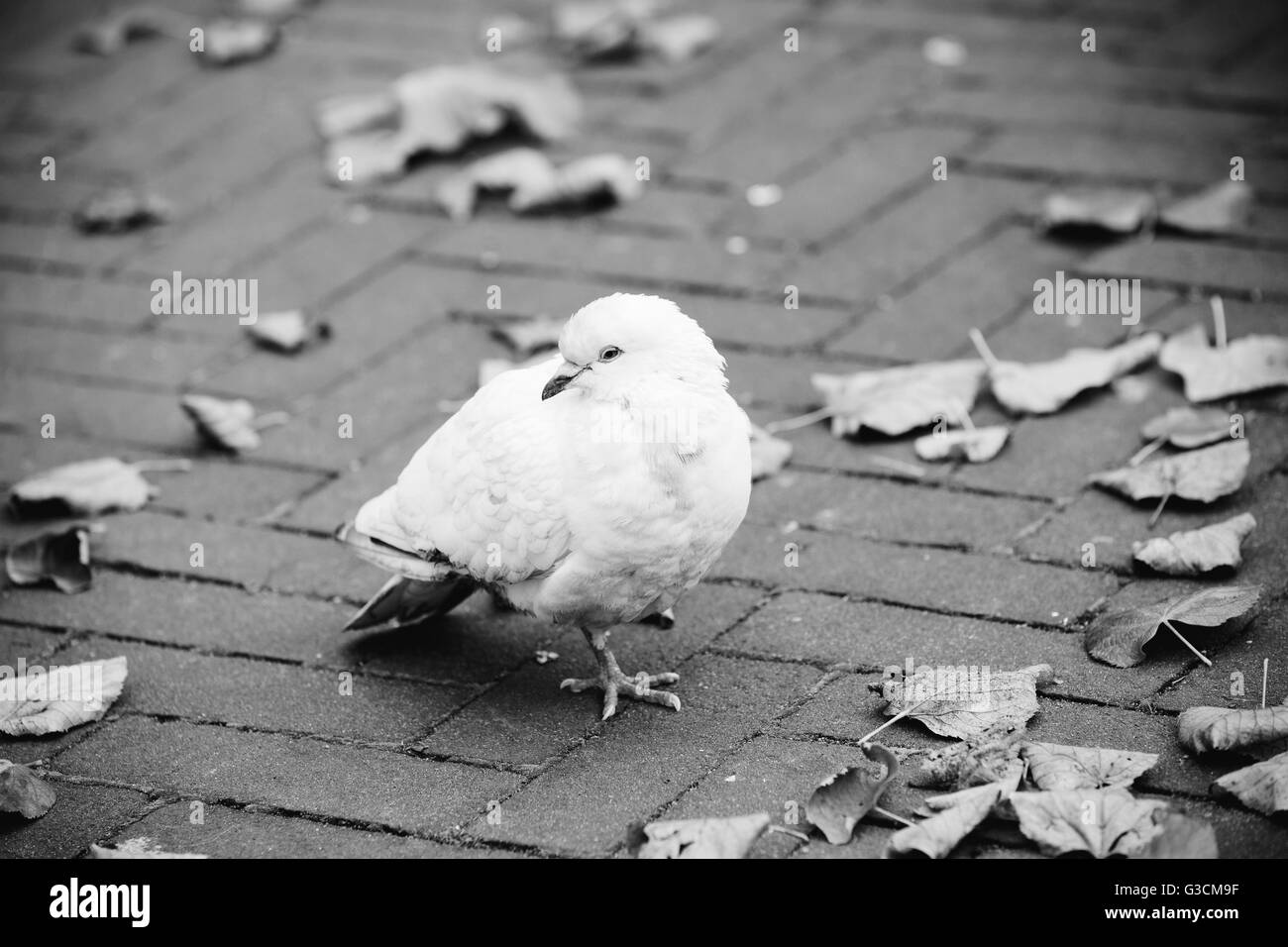Taube mit nur einem Bein, Stockfoto