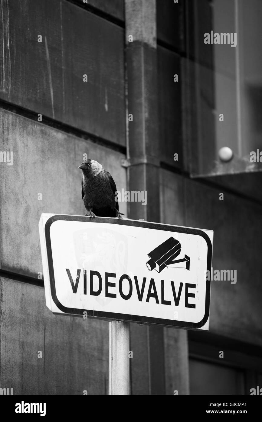 Videoüberwachung in Tallinn Stadtzentrum, Zeichen, Vogel, Stockfoto