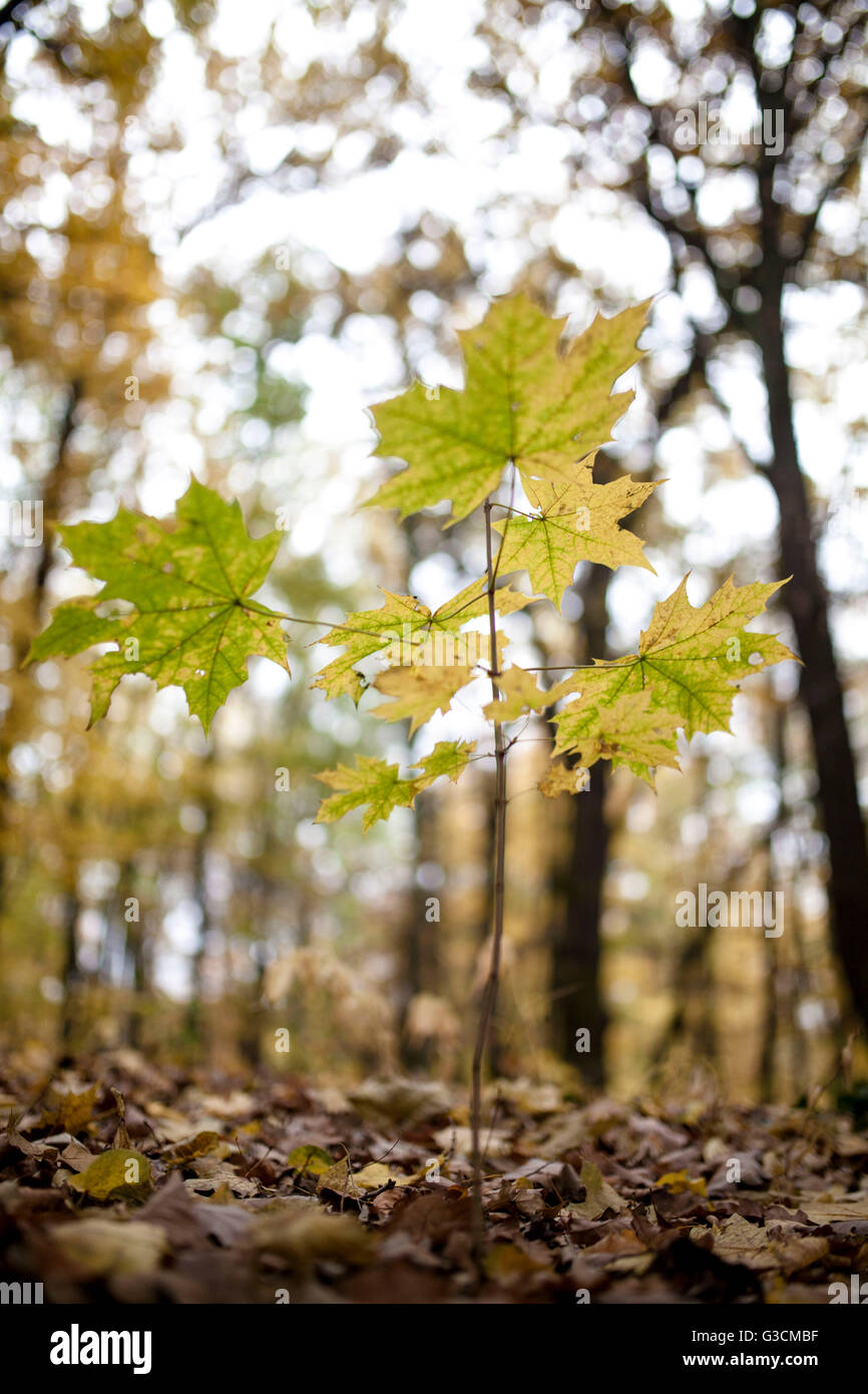 kleinen Ahornbaum Stockfoto