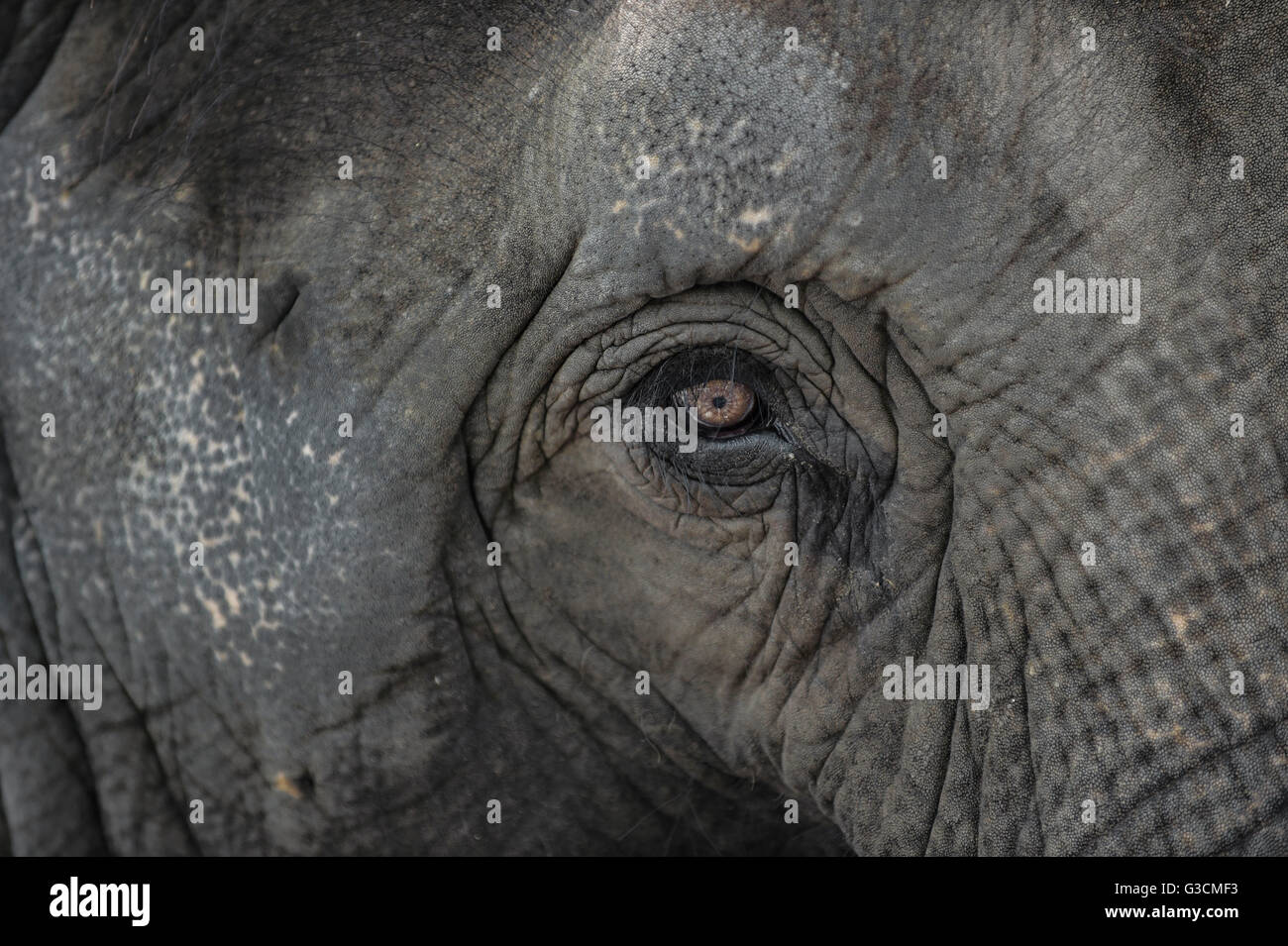 Auge eines Elefanten hautnah Stockfoto