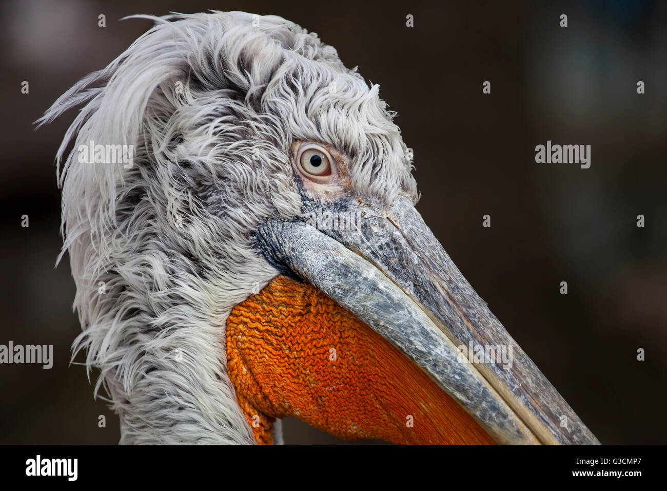 Pelikan im Zoo Schönbrunn, Wien, Austria, Europe, Februar Stockfoto