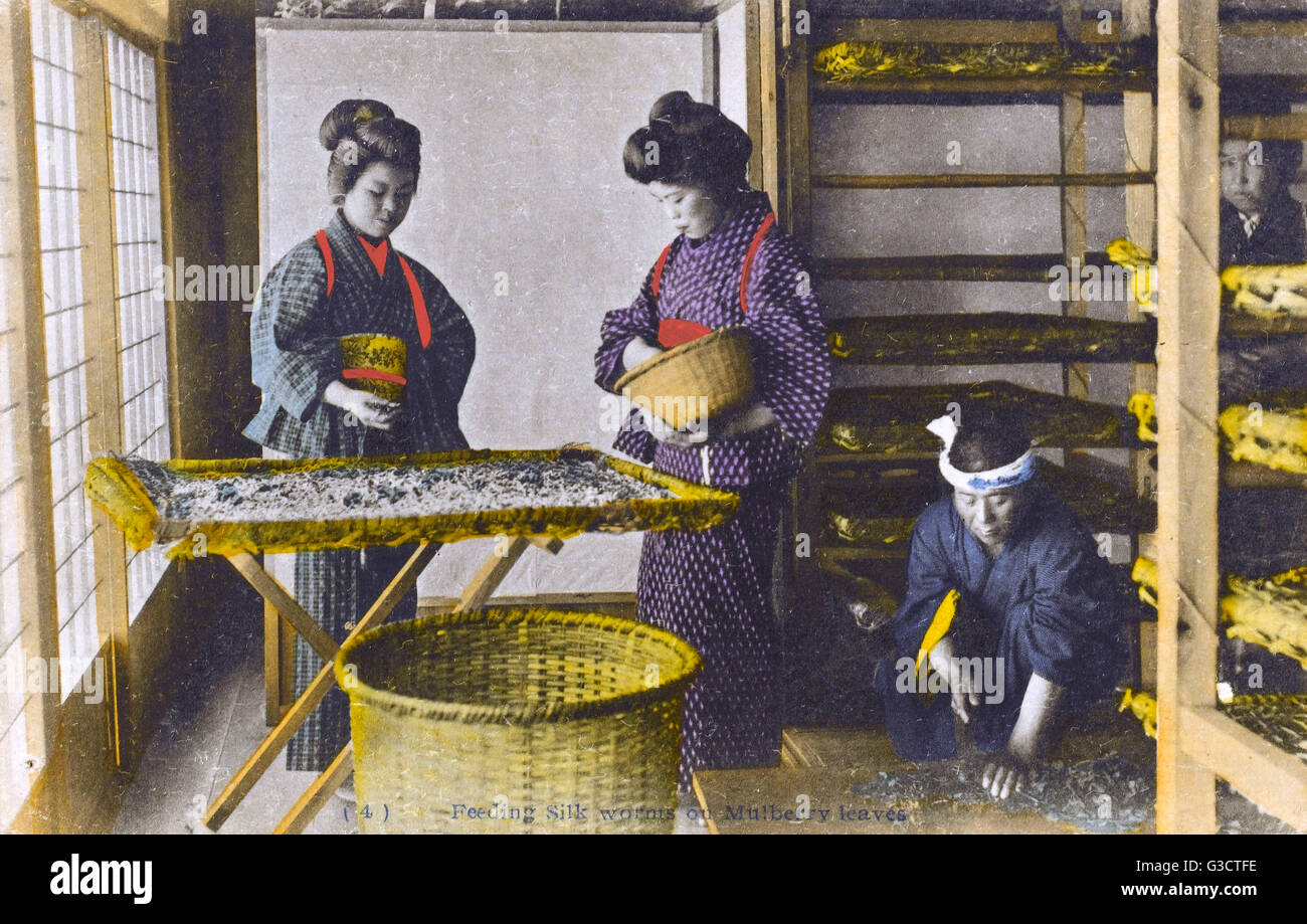 Japan - Seidenindustrie - Seidenraupen, die sich von Maulbeerblättern ernähren Stockfoto