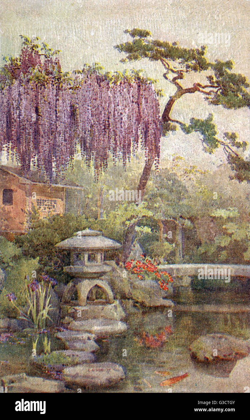 Kyoto, Japan - Blauregen wchst in einem japanischen Garten-Datum: ca. 1908  Stockfotografie - Alamy