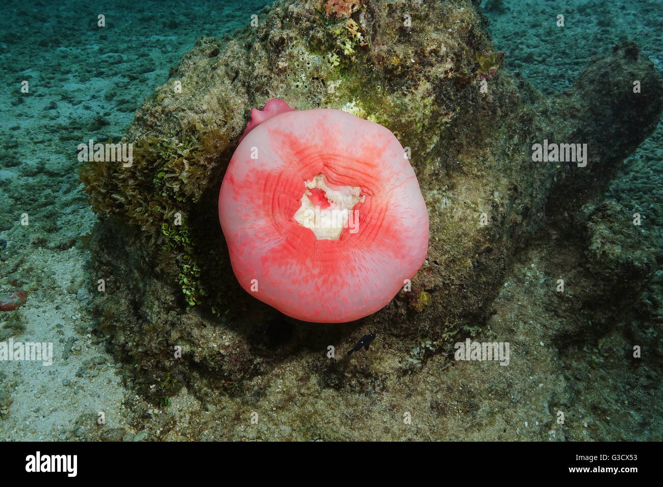 Eine herrliche Seeanemone geschlossen teilweise, Heteractis Magnifica, unter Wasser, Tahiti, Pazifik, Französisch-Polynesien Stockfoto