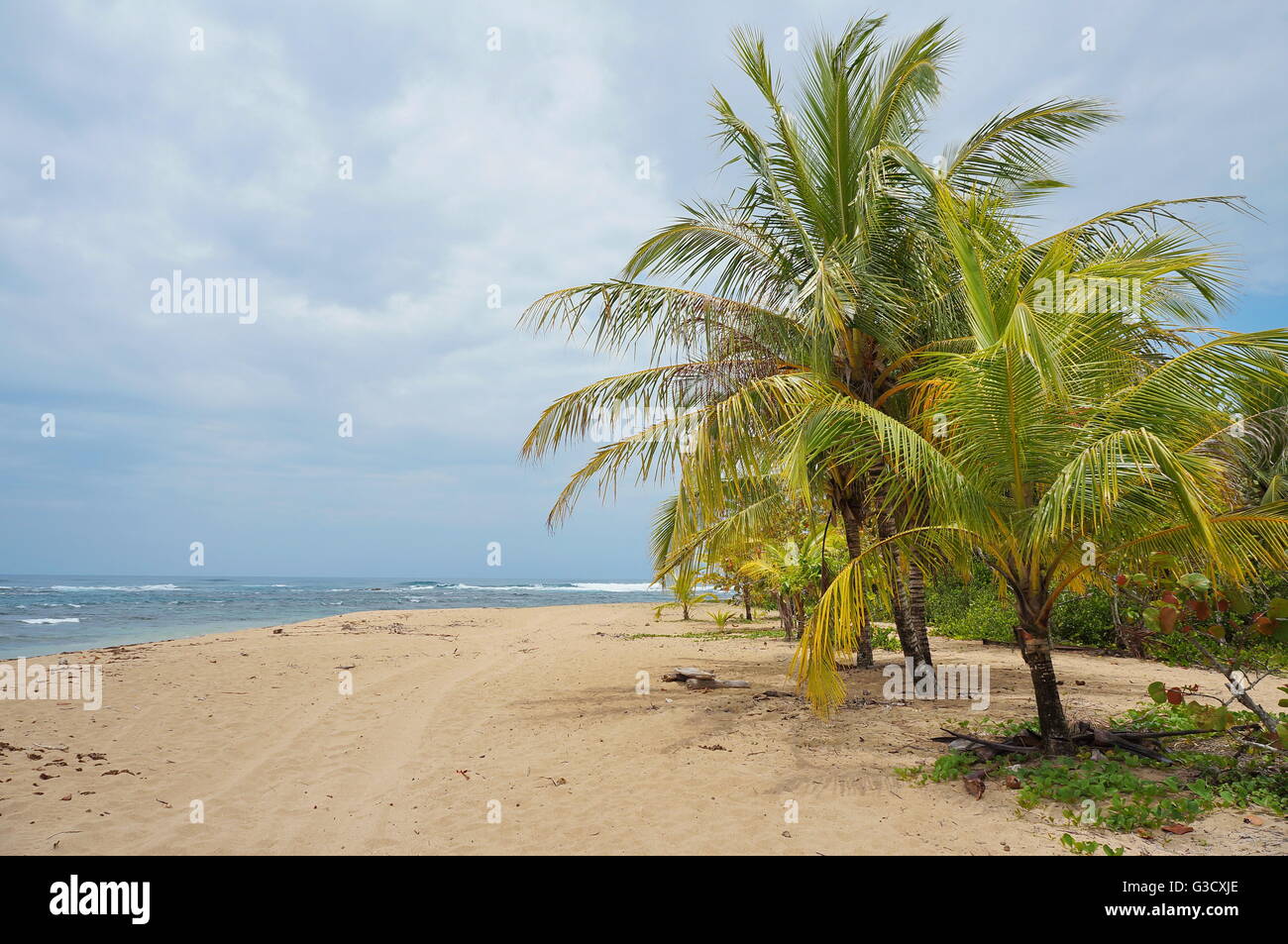 Sandstrand mit Kokospalmen an der Karibikküste von Costa Rica, Puerto Viejo de Talamanca, Mittelamerika Stockfoto