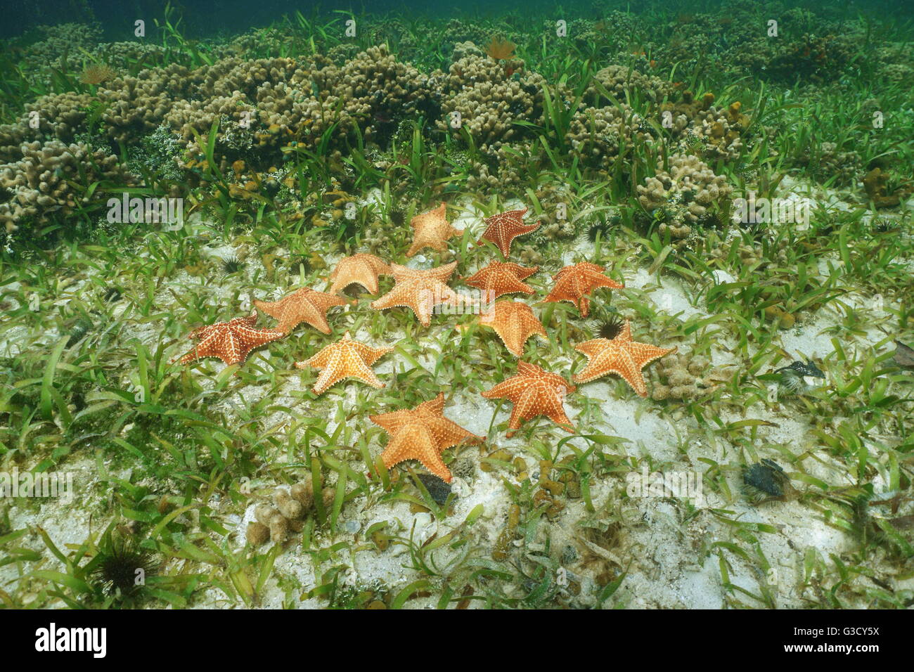 Cluster von Seesternen unter Wasser, Kissen-Seestern, Oreaster Reticulatus, am Meeresboden mit Turtlegrass und Korallen, Karibik Stockfoto