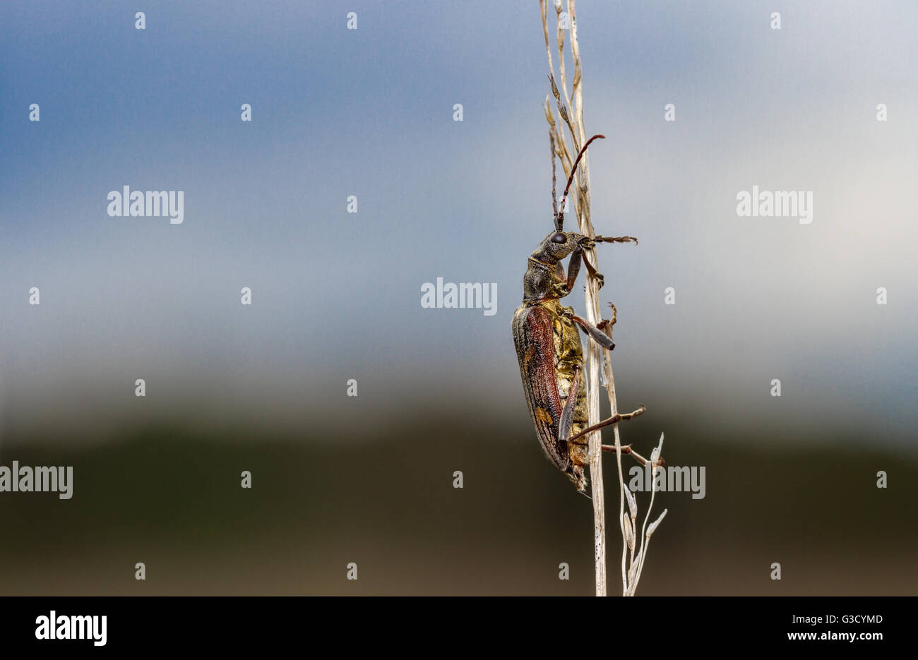 Zwei-banded Longhorn (Rhagium Bifasciatum) Stockfoto