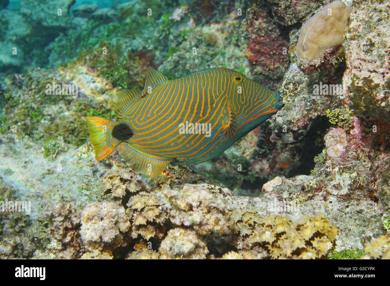 Bunte Tropenfische Orange gesäumten Drückerfisch, Balistapus Undulatus, Unterwasser, Pazifik, Französisch-Polynesien Stockfoto