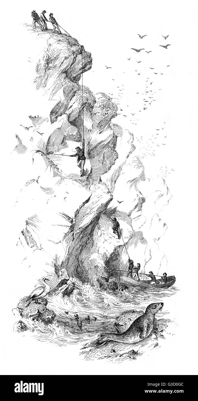 Vogelfang auf den Färöern Stockfoto