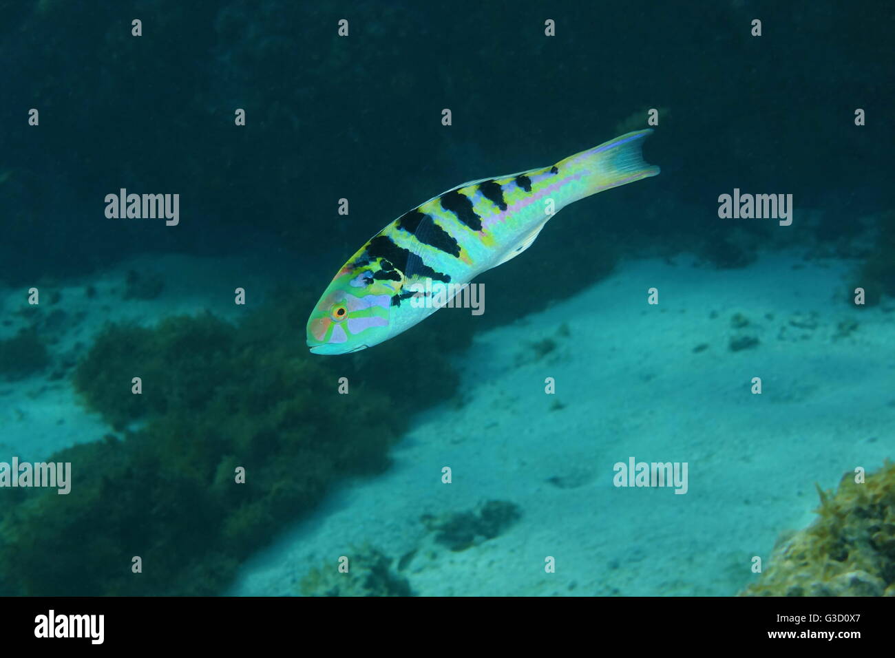 Tropische Fische Sixbar Lippfische, Thalassoma Hardwicke, Pazifik, unter Wasser in der Lagune von Huahine-Insel, Französisch-Polynesien Stockfoto