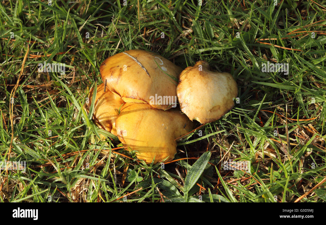 Gelbe Pilze in einer Wiese Stockfoto