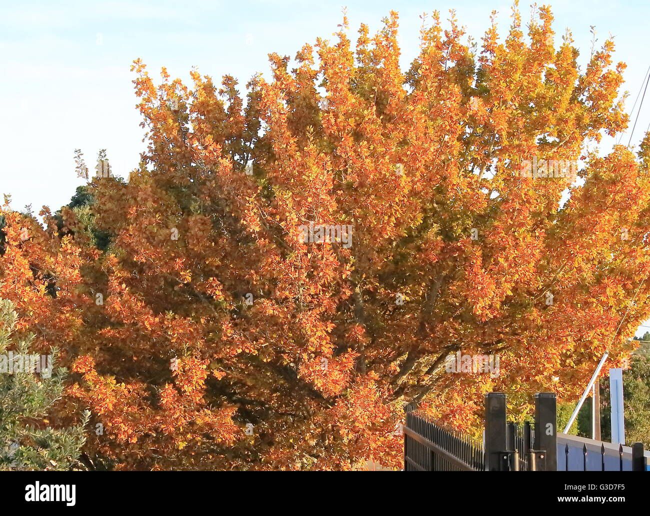 Herbstfarben von einem Ahornbaum Stockfoto