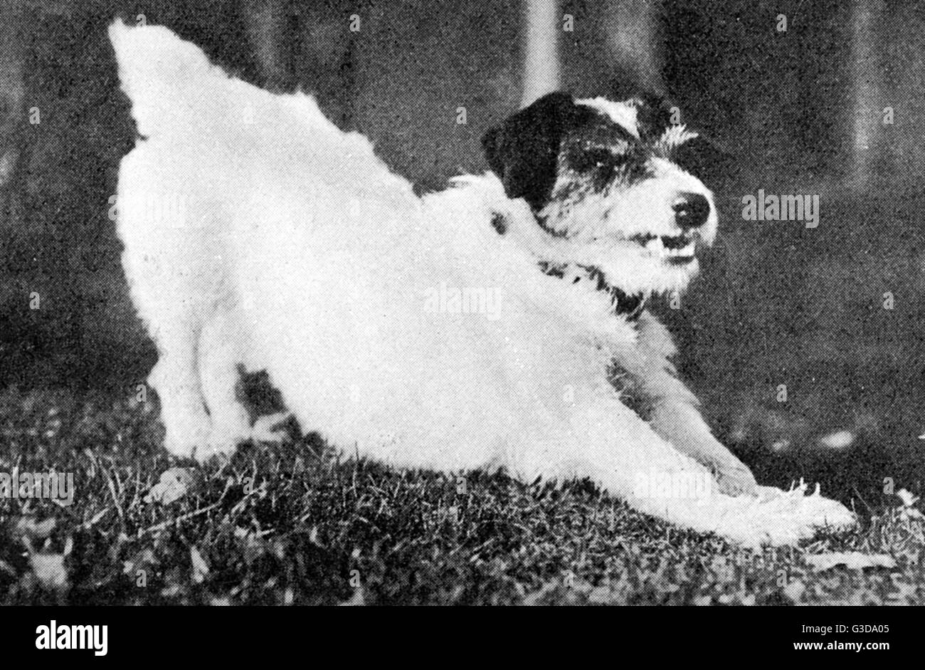 Morty, der Hund, Maskottchen von WW1. Stockfoto