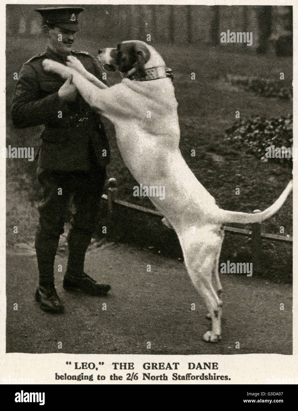 Leo, WW1 großes dänen-Hundemaskottchen, 1916. Stockfoto