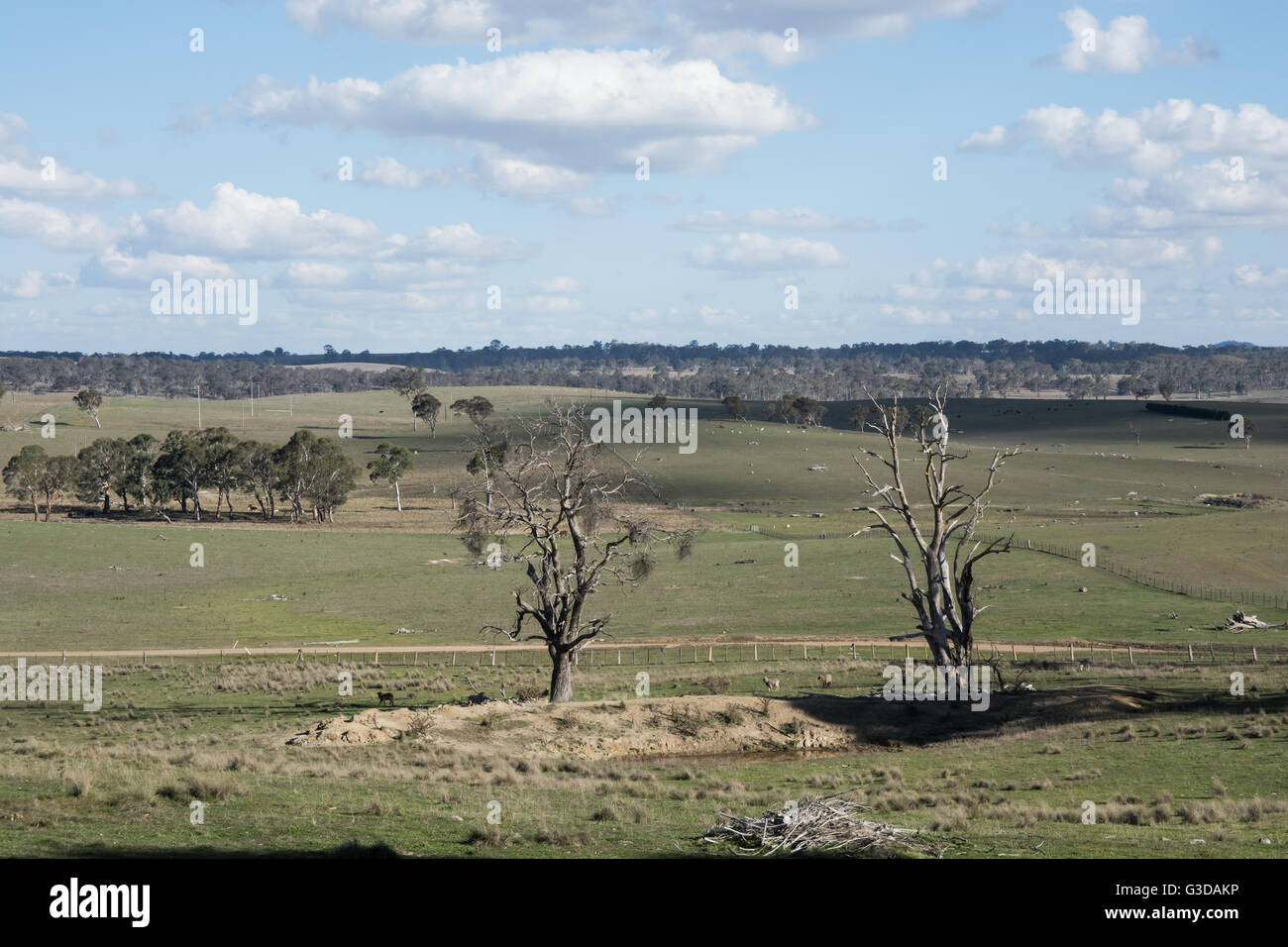 Hügel-Blick über pastorale Szene der Schafe Land in New South Wales Northern Tablelands. Stockfoto