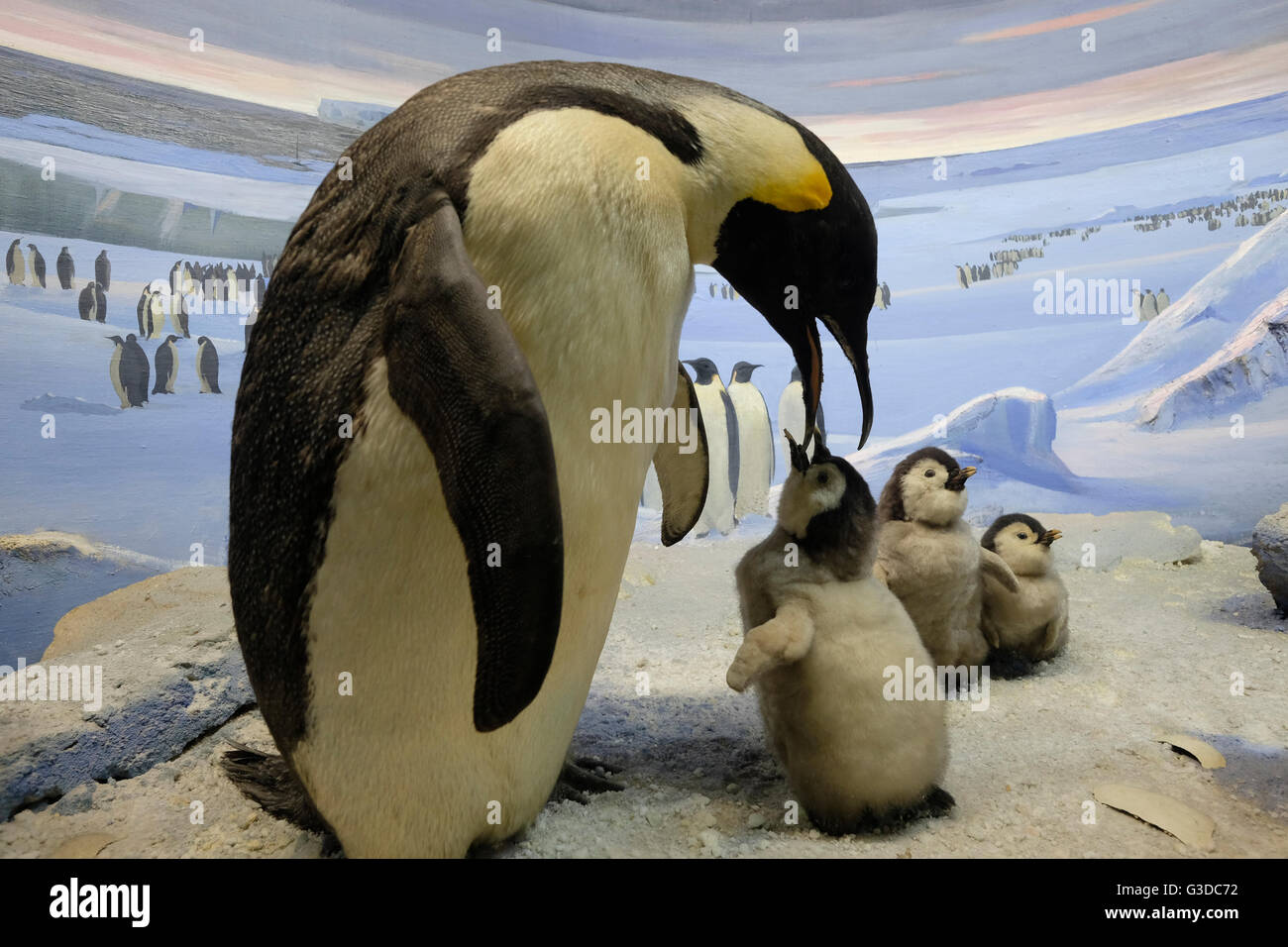 Gefüllte Pinguine Diorama im National Museum of Natural History in der Mitte von Kiew Ukraine Stockfoto