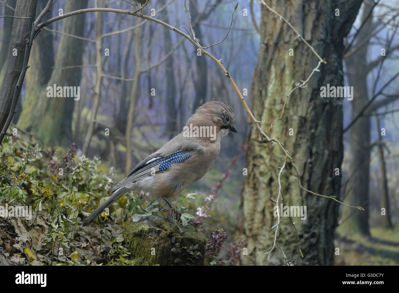 Ausgestopften Vogel Diorama im National Museum of Natural History in der Mitte von Kiew Ukraine Stockfoto