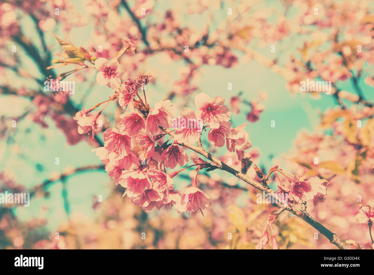 Kirschblüte Vintage und weiches Licht für natürlichen Hintergrund Stockfoto