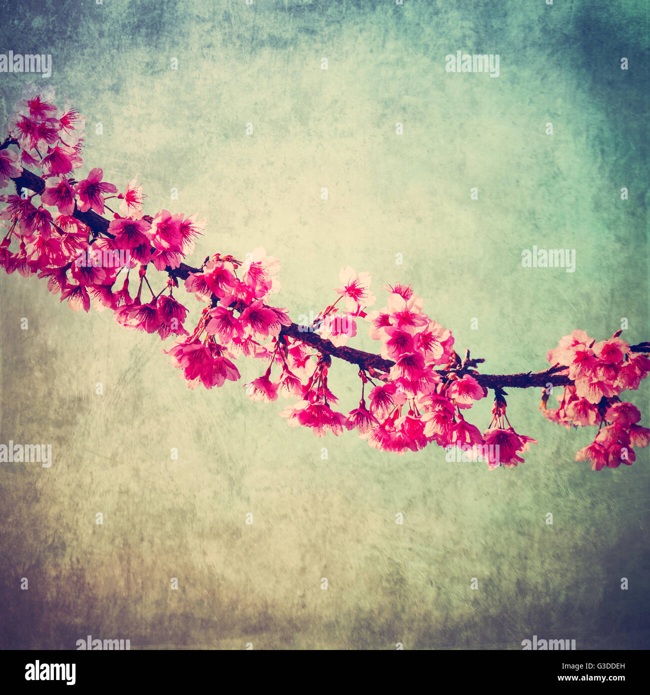 Kirschblüte Jahrgang mit Textur und sanftes Licht für natürlichen Hintergrund Stockfoto