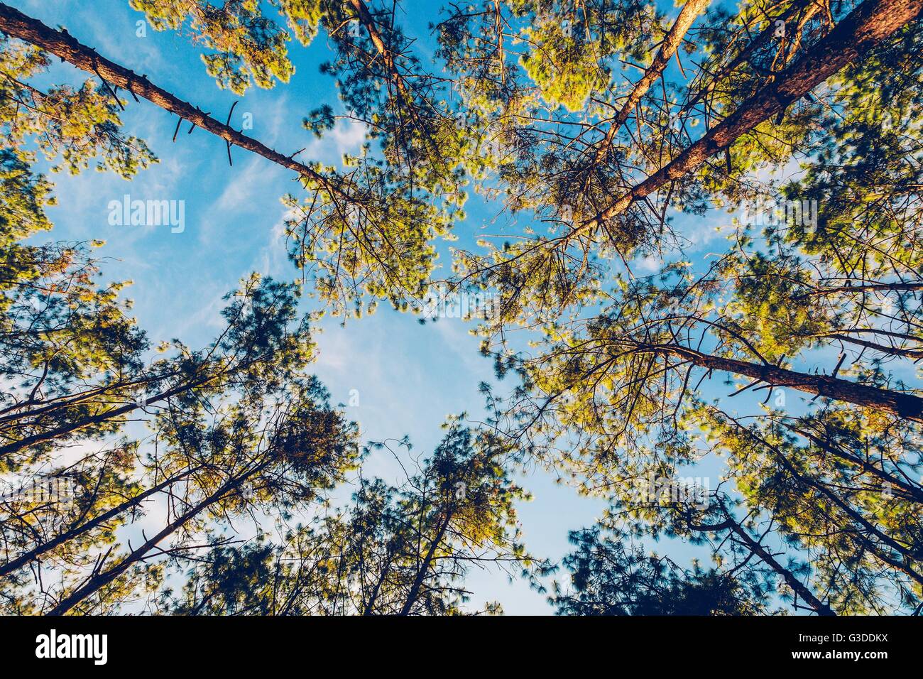Kiefer im Naturwald und Sonnenlicht mit Vintage-Ton. Stockfoto