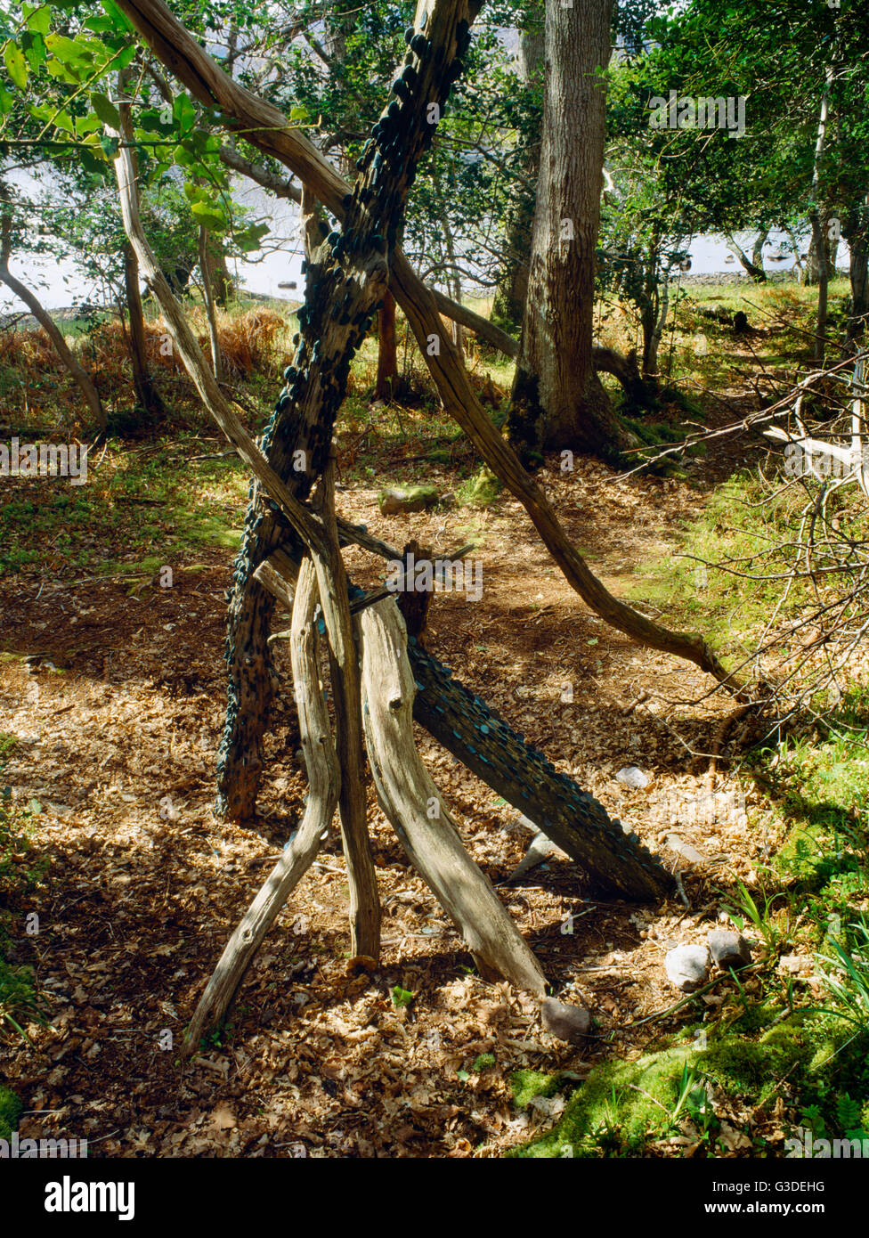 Überreste der heiligen Eiche Geldbaum neben der ausgetrockneten Mulde der ehemaligen Heiligen Heilung gut St Maelrubha auf Isle Maree, Wester Ross. Stockfoto