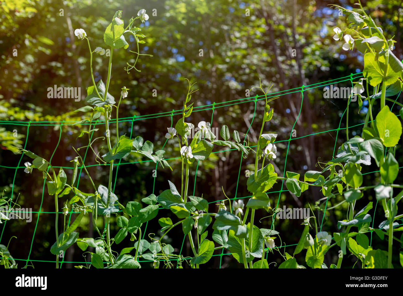 Frische Erbsen im heimischen Garten wachsen. Stockfoto