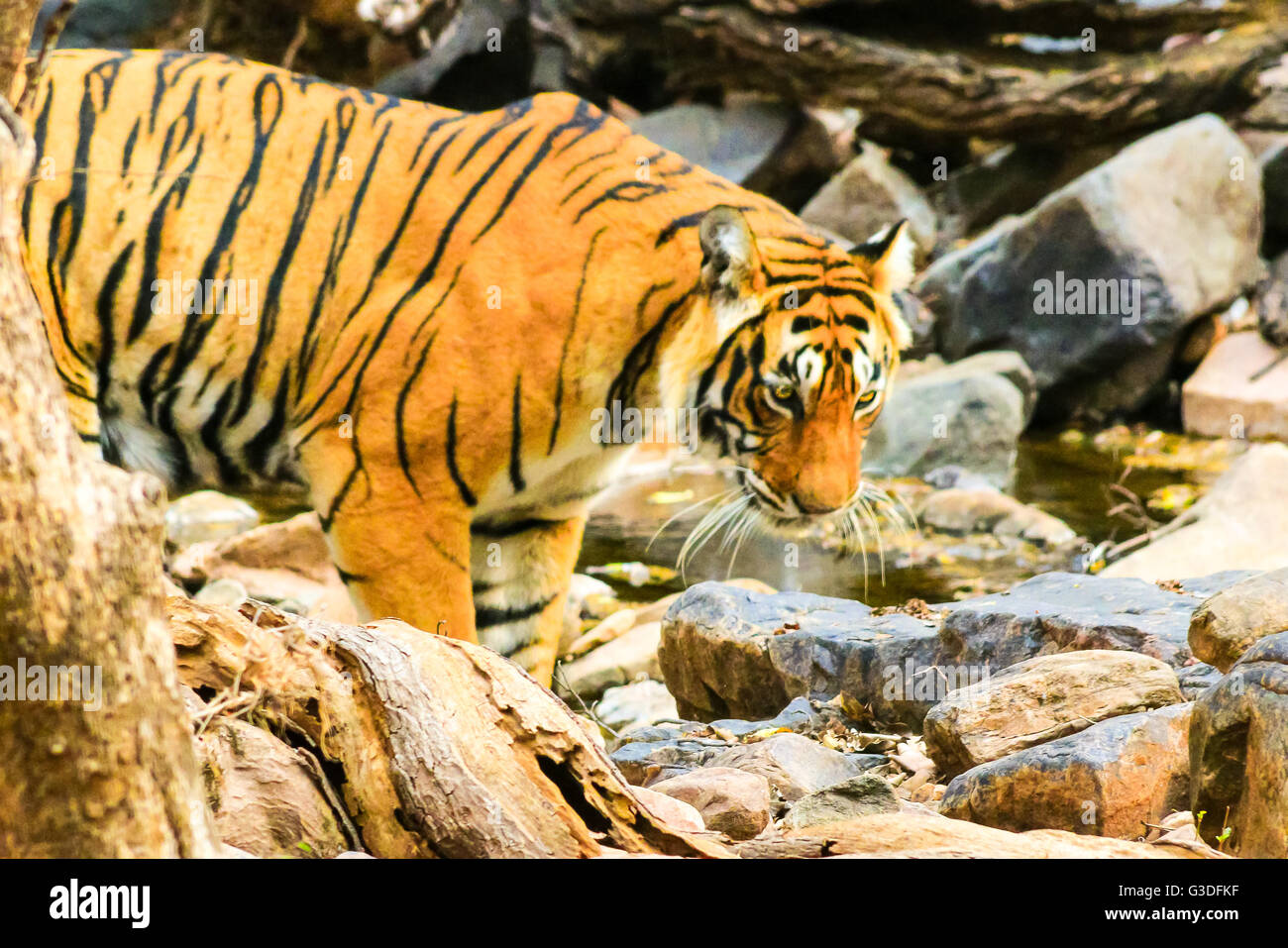 Bengal Tiger trinken am Wasserloch, Ranthambore Nationalpark, Indien Stockfoto